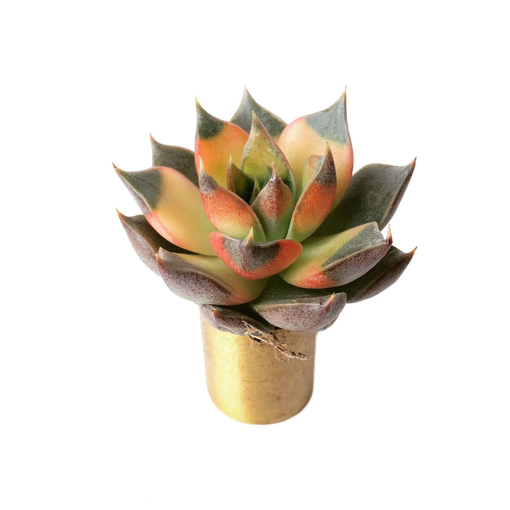 The GOOD, The BAD and The UGLY SALE! PLEASE READ BEFORE CARTING! Echeveria Ceontueolim, Variegata