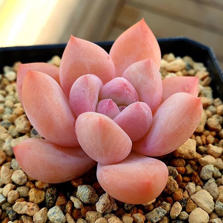 PRESALE Echeveria Arteusa, (Random)