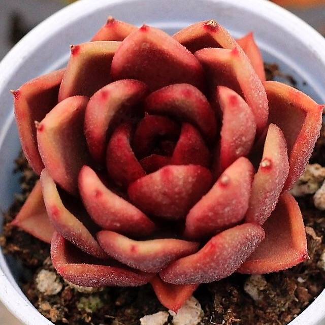 PRESALE Echeveria Longissima Hybrid