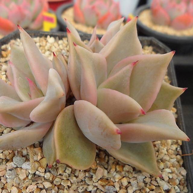 PRESALE Echeveria Madiba, (Random)