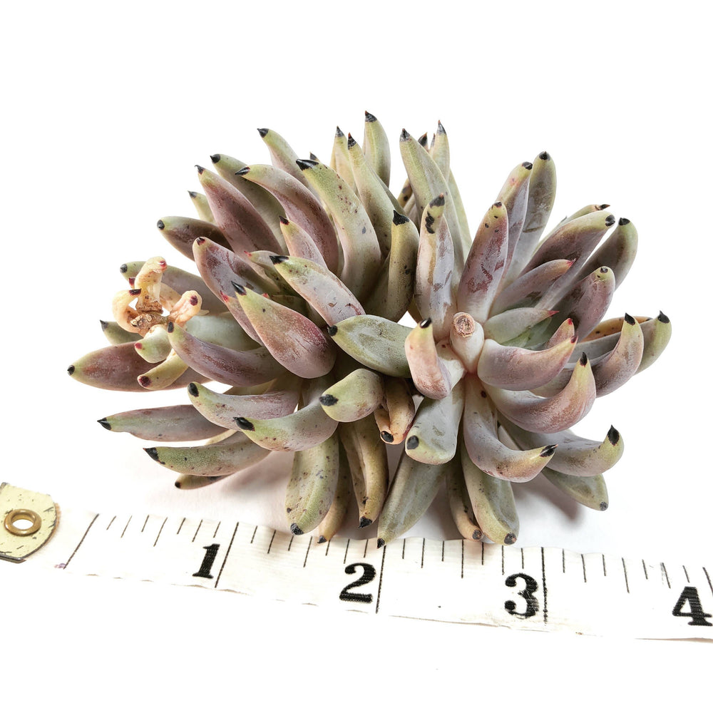 Echeveria Unguiculata, Double