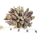Echeveria Unguiculata, Double