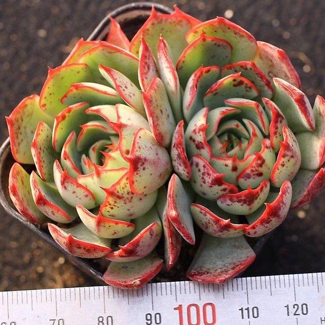 Echeveria Love Fire, (Not so Random)