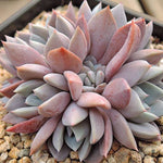 PRESALE Echeveria Lulu Cluster, (Not so Random)