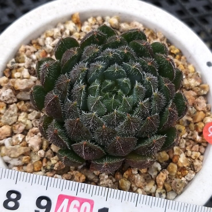 PRESALE Echeveria Scorpio, (Random)