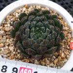 PRESALE Echeveria Scorpio, (Random)