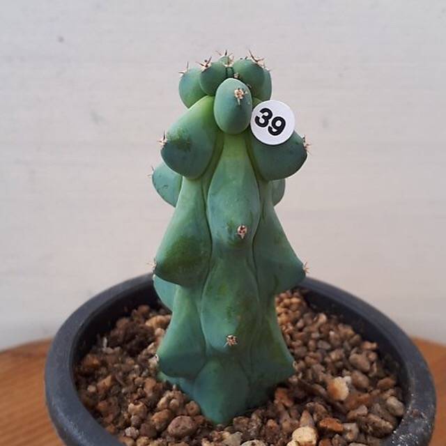 Myrtillocactus Geometrizans Fukurokuryuzinboku, (Not so Random)