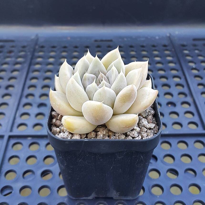 FLASH SALE! PRESALE Echeveria Tolimanesis, (Random)