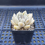 FLASH SALE! PRESALE Echeveria Tolimanesis, (Random)