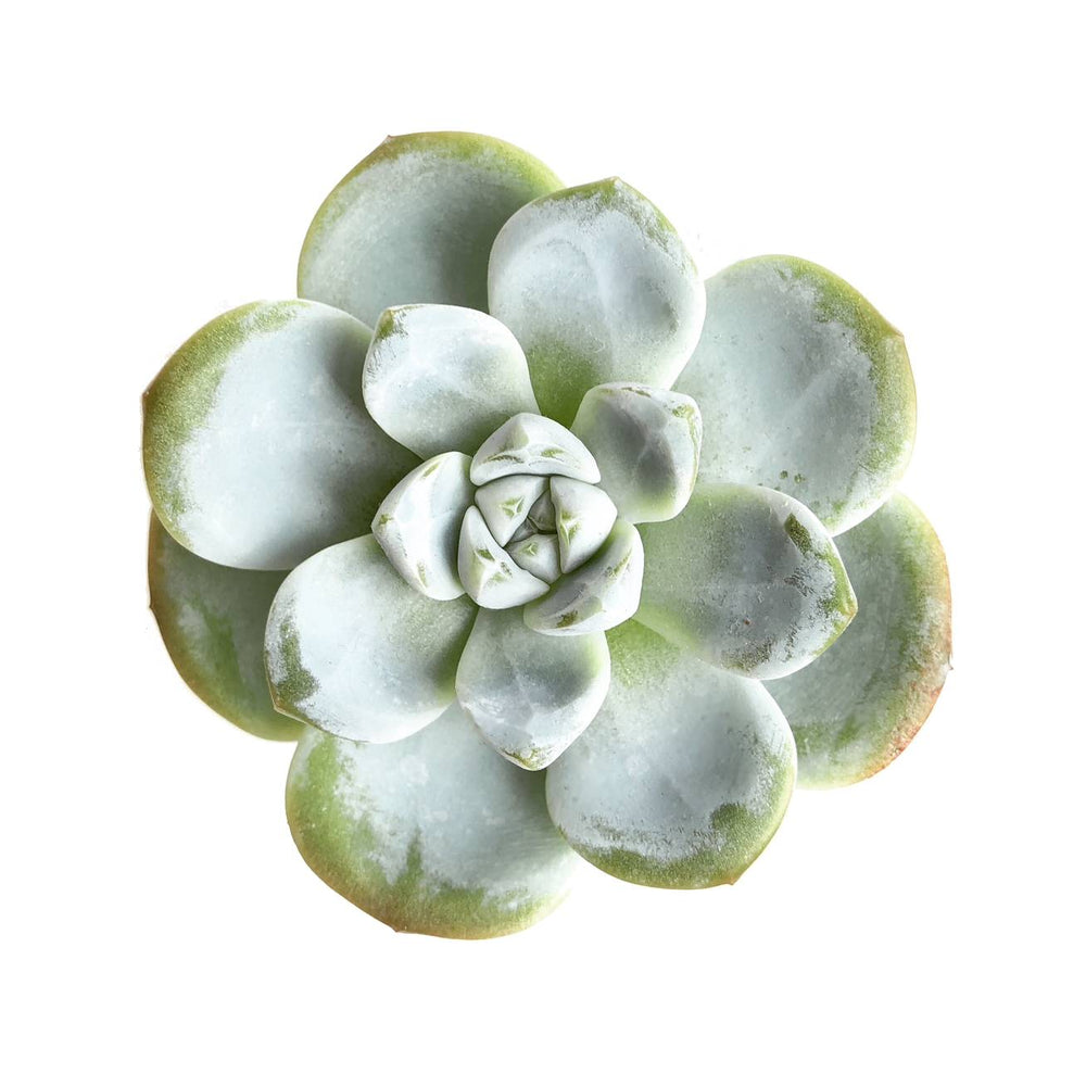 The GOOD, The BAD and The UGLY SALE! Echeveria Ice Green