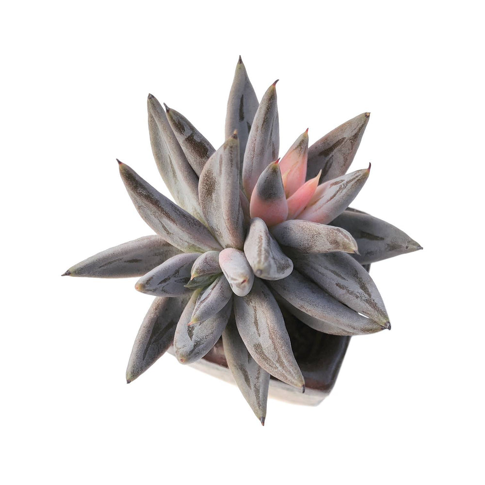 Sale Echeveria Unguiculata, Artificially Enhanced