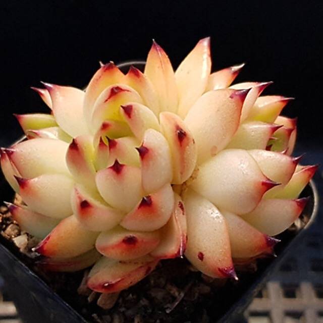 PRESALE Echeveria Sp., Triple, (Not So Random)