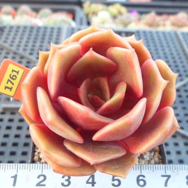 PRESALE Echeveria Jesta, (Not so Random)