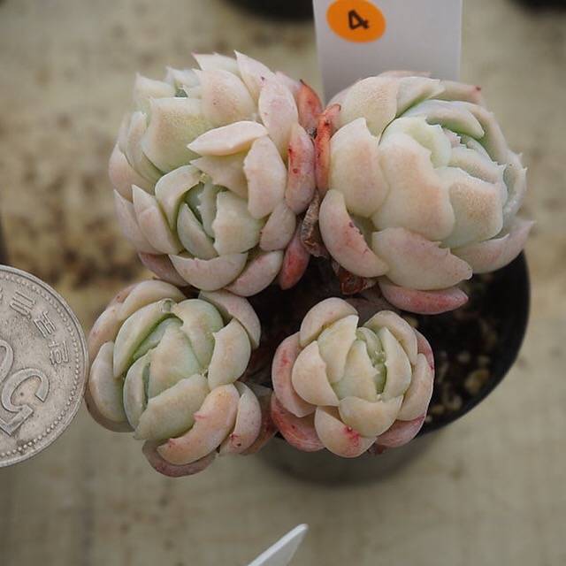 MOTHER'S DAY WEEKEND FLASH SALE! PRESALE Echeveria Elegans, Mini Clusters, (Random)