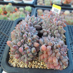 PRESALE Echeveria Chrissy n Ryan Cristata, (Random)