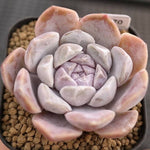 Echeveria Tynie Berger, (Random)