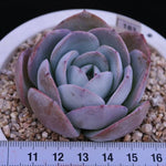 PRESALE Echeveria Brinks Blue, (Random)