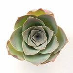 SALE! Greenovia, Large (Unknown type)