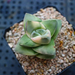Crassula Moonglow, Variegata