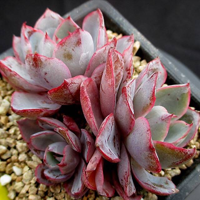 PRESALE Echeveria Hera, (Random)