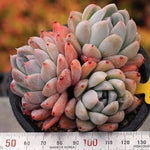 PRESALE Echeveria Thumb Rim, Triple