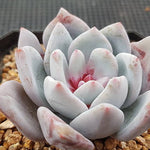 Echeveria Trumso, (Random)