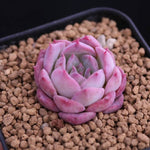 PRESALE Echeveria 'Lovely Bear,' (Random)