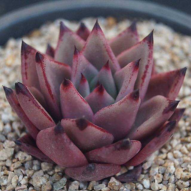 PRESALE Echeveria Agavoides 'Eggplant,' (Random)