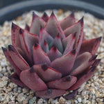 PRESALE Echeveria Agavoides 'Eggplant,' (Random)