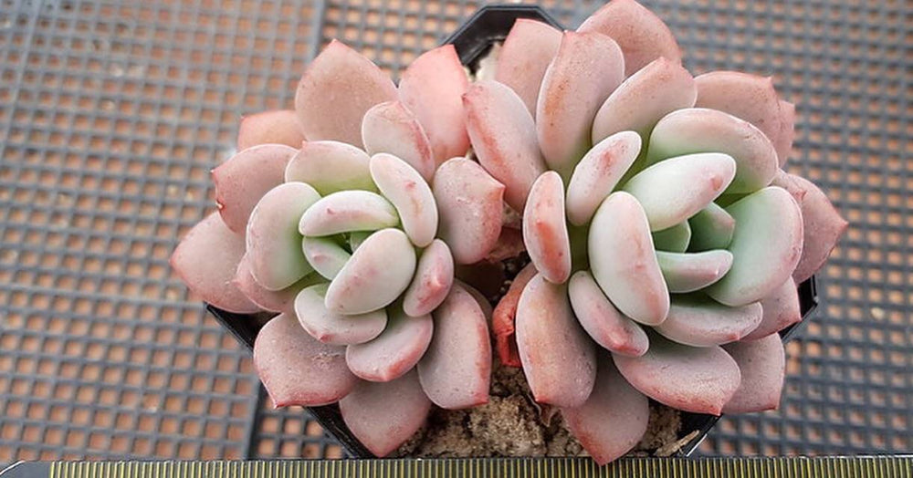 PRESALE Echeveria Ice Cream Cluster, (Random)