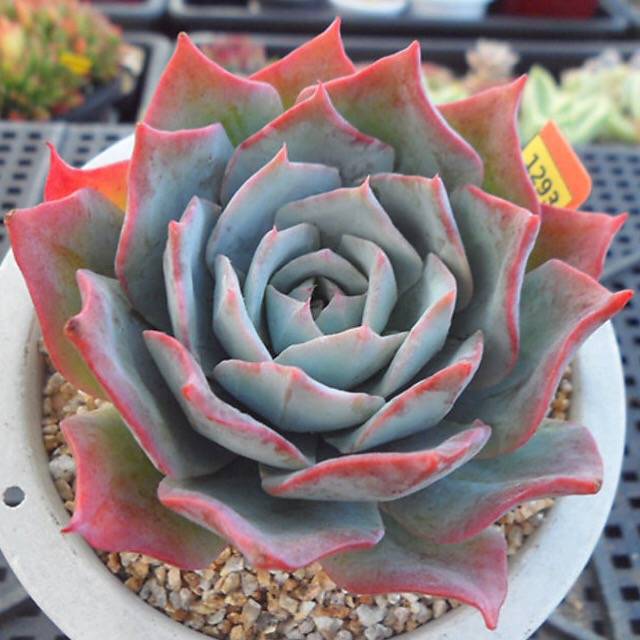 PRESALE Echeveria Lonzanii, (Random)