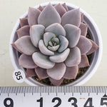 PRESALE Echeveria Lulu, Cluster (Random)