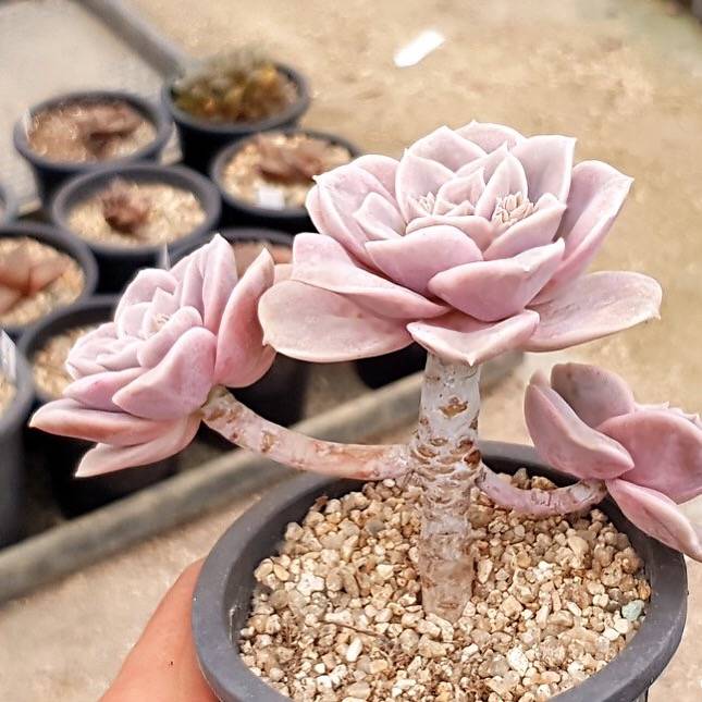 lovely rose succulent propagation PRESALE Echeveria Lovely Rose, (Not so Random) – Cedar Creek Farmhouse