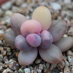(RESERVED) Pachyphytum Oviferum cv. Momobijin, Variegata (Option 5)