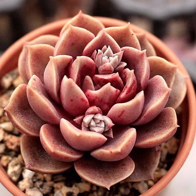 SALE! Echeveria Mohican