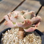 PRESALE Echeveria Peacockii Sp., (Not so Random)