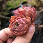 Echeveria Mohican, Small Blemishes