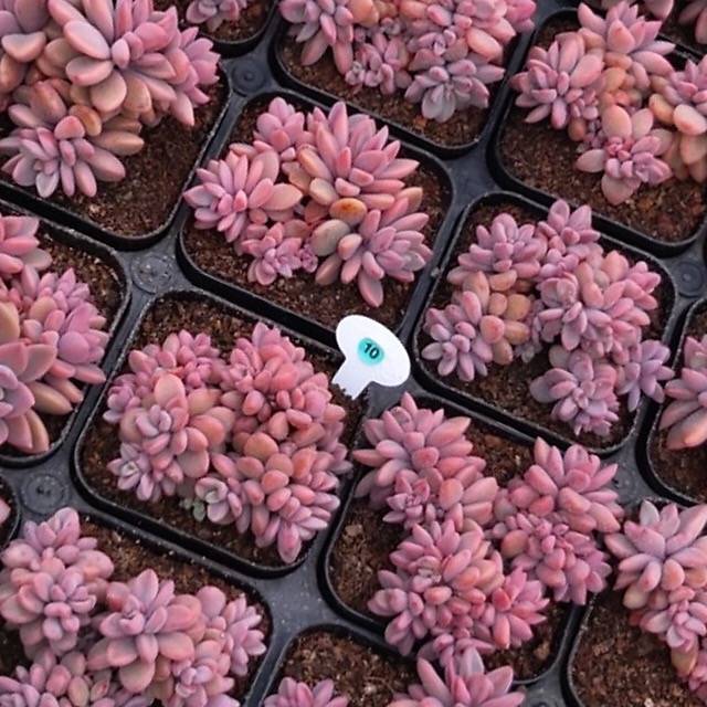 cvs succulents Echeveria cv Rezry Clusters, (Random) – Cedar Creek Farmhouse