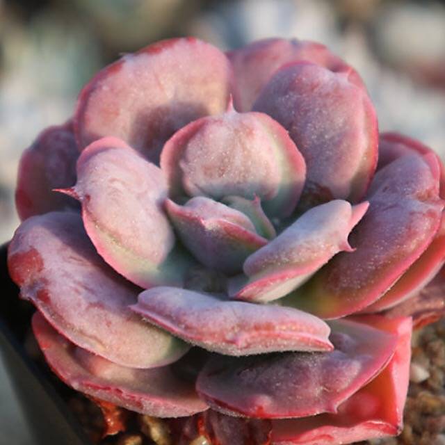 PRESALE Echeveria Hearts Delight, (Random)