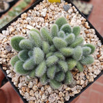 PRESALE Sedum Hintonii, (Random)