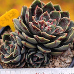PRESALE Echeveria Santa Lewis, Triple