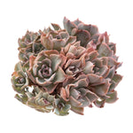 SALE! Echeveria Peacockii Cristata, (Very Thirsty)