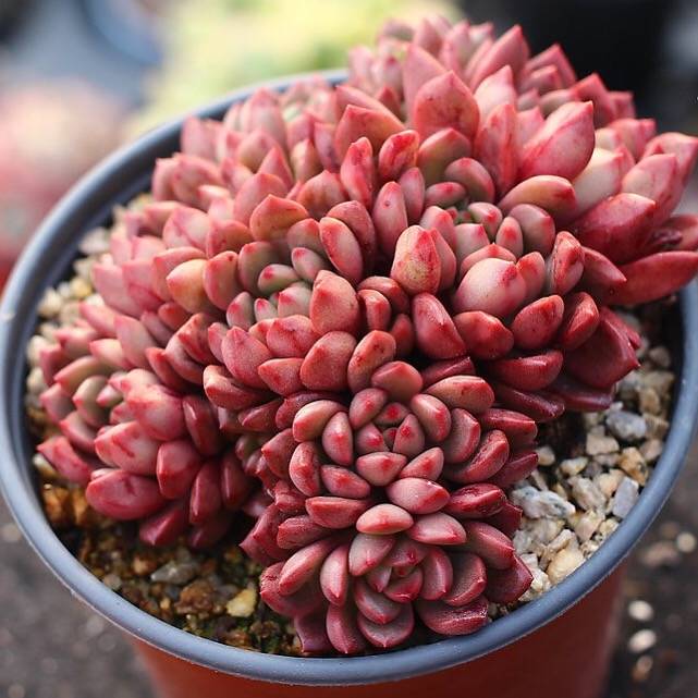 PRESALE Sedeveria Pink Ruby, Cluster
