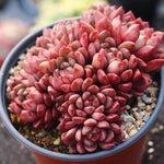 PRESALE Sedeveria Pink Ruby, Cluster