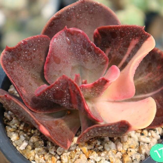 PRESALE Echeveria Pre Madonna, (Not So Random)