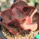PRESALE Echeveria Pre Madonna, (Not So Random)