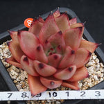 PRESALE Echeveria Agavoides Ebony, (Random)