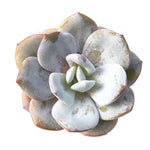 Sale! Echeveria Cream Tea