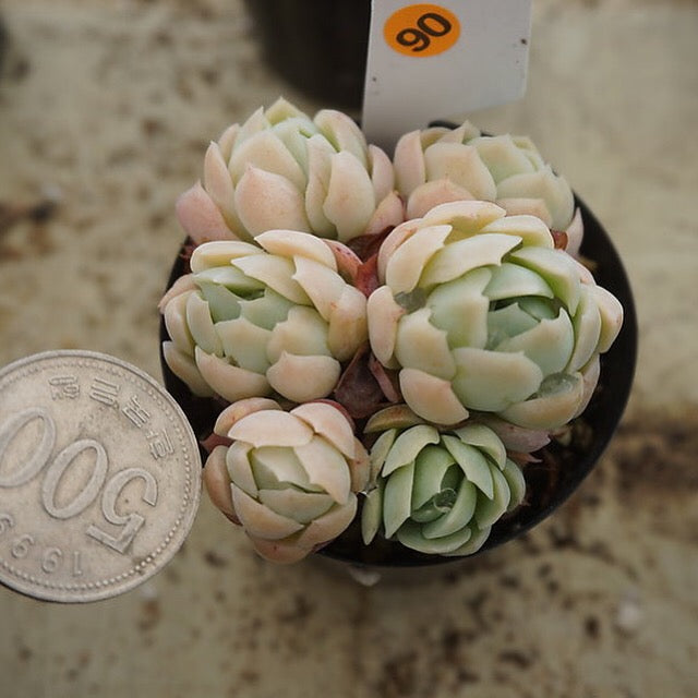 MOTHER'S DAY WEEKEND FLASH SALE! PRESALE Echeveria Elegans, Mini Clusters, (Random)