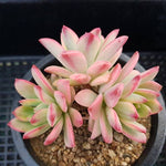 PRESALE Echeveria Mini Belle, (Random)